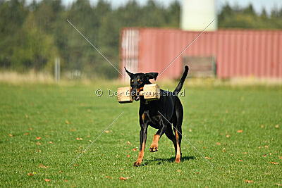 Aaron von der Sternhöhe