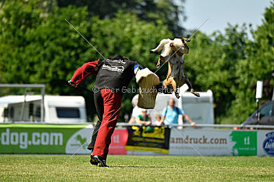 Abby belgischer Wolf von Malihattan