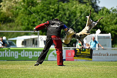 Abby belgischer Wolf von Malihattan