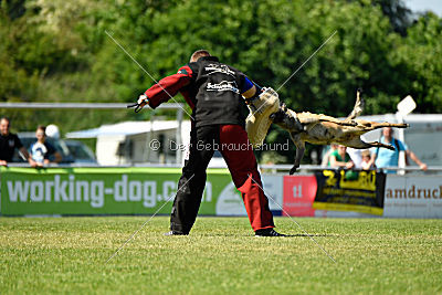 Abby belgischer Wolf von Malihattan