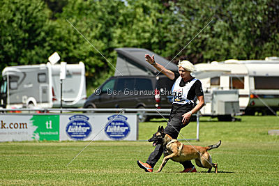 Abby belgischer Wolf von Malihattan