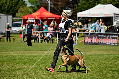 Abby belgischer Wolf von Malihattan