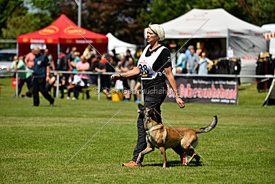 Abby belgischer Wolf von Malihattan