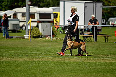 Abby belgischer Wolf von Malihattan