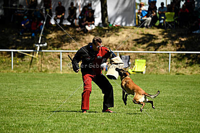 Abby belgischer Wolf von Malihattan