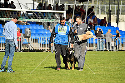 Ace vom Friedrichsfelder Eck