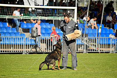 Ace vom Friedrichsfelder Eck