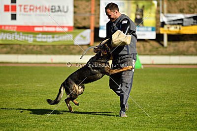 Ace vom Friedrichsfelder Eck