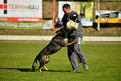 Ace vom Friedrichsfelder Eck