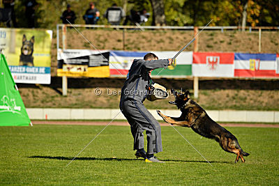 Ace vom Friedrichsfelder Eck