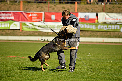 Ace vom Friedrichsfelder Eck