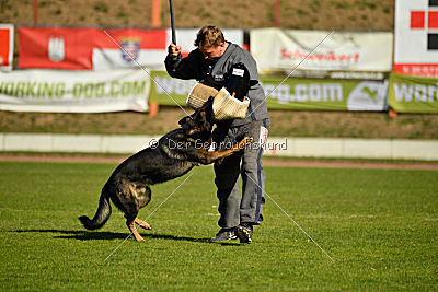 Ace vom Friedrichsfelder Eck