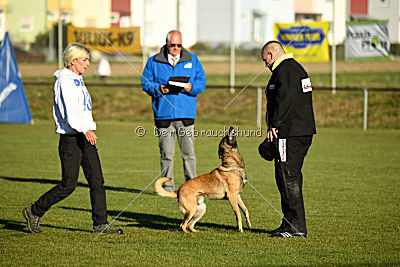 Ace vom Vollblutarabergestüt