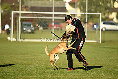 Ace vom Vollblutarabergestüt