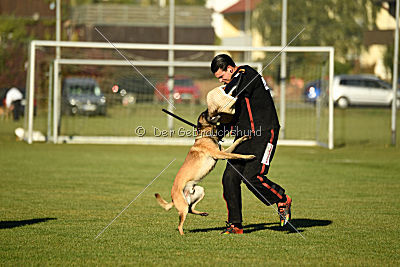 Ace vom Vollblutarabergestüt