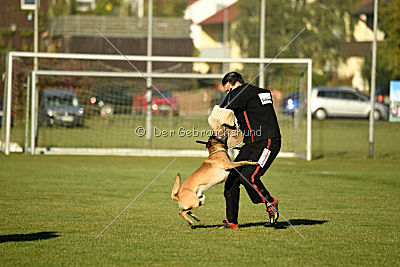 Ace vom Vollblutarabergestüt