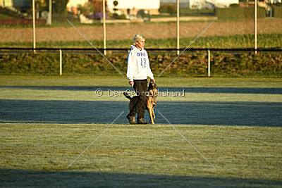 Ace vom Vollblutarabergestüt