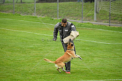 Ace von den zauberhaften Teufeln