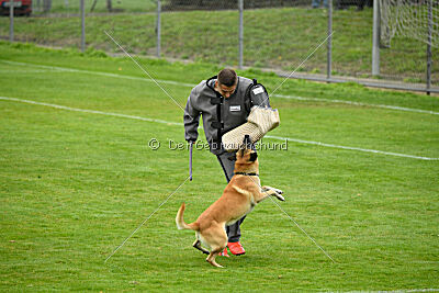 Ace von den zauberhaften Teufeln