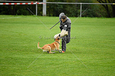 Ace von den zauberhaften Teufeln