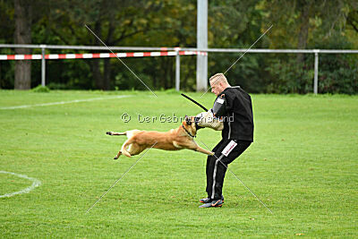 Ace von den zauberhaften Teufeln