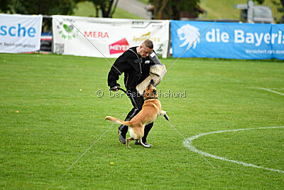 Ace von den zauberhaften Teufeln