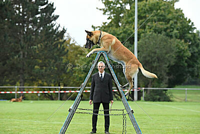 Ace von den zauberhaften Teufeln