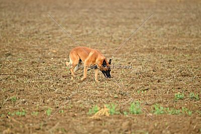Aikido vom puren Leben