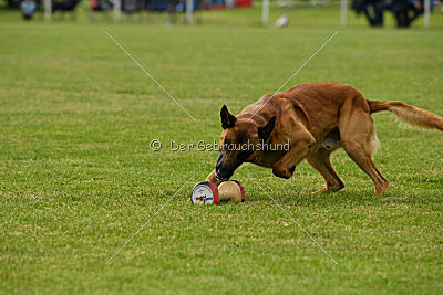 Aiven van de Twentehoeve