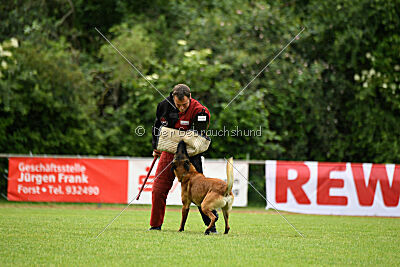 Amadeo vom Blonden Gift