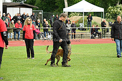 Amadeo vom Blonden Gift