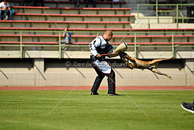 Amarok von Malihattan