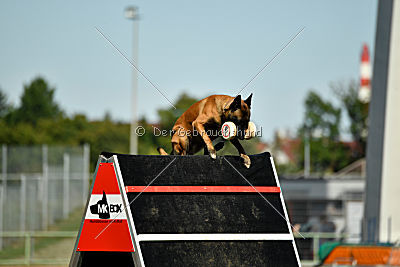 Amarok von Malihattan