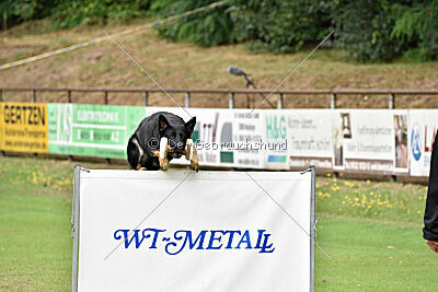 Amirah vom Peiner Burgpark