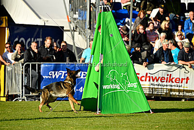 Amy von den goldenen Lorbeeren