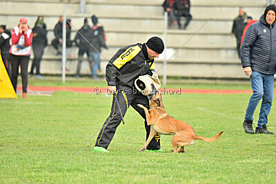 Angry Bird Manlihaus