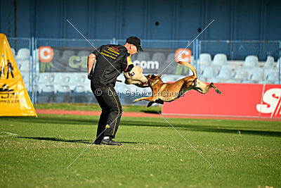 Angry Bird Manlihaus