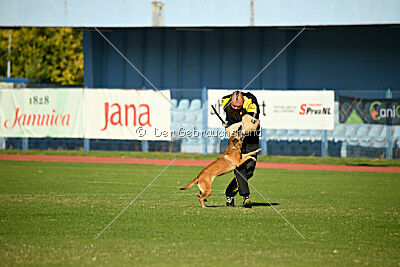 Angry Bird Manlihaus