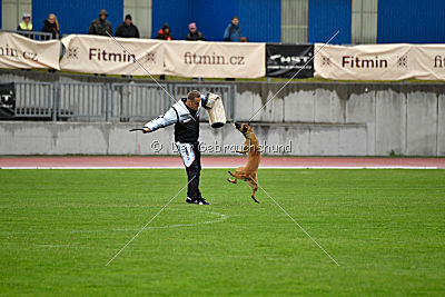 Angry Bird Manlihaus