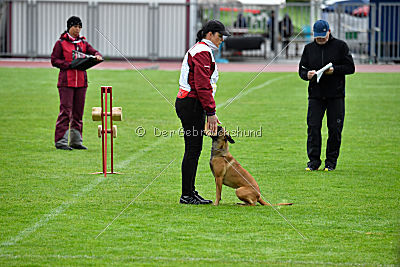 Angry Bird Manlihaus