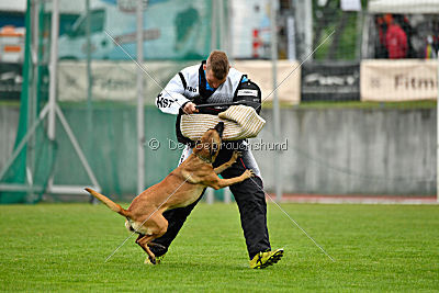 Angry Bird Manlihaus