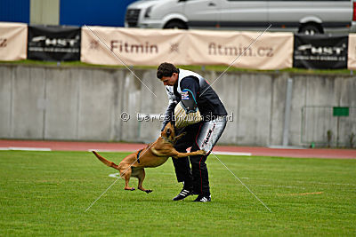 Angry Bird Manlihaus