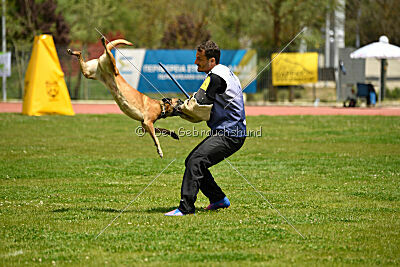 Angry Bird Manlihaus