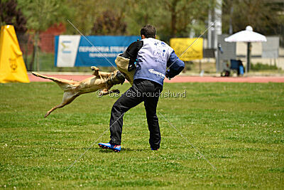 Angry Bird Manlihaus