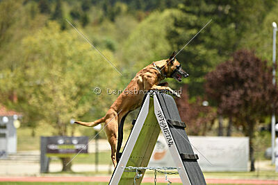 Angry Bird Manlihaus