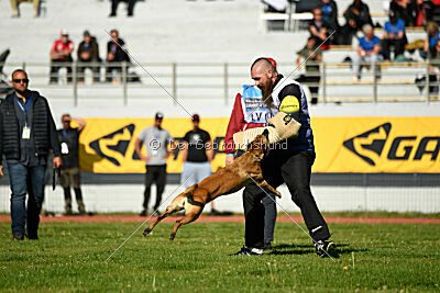 Angry Bird Manlihaus