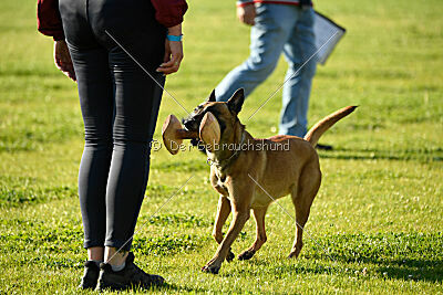 Angry Bird Manlihaus