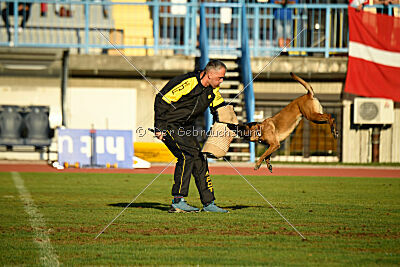 Angry Fox Amidala Padmé