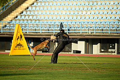 Angry Fox Amidala Padmé