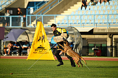 Angry Fox Amidala Padmé